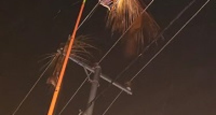 Daun penyebab listrik mati