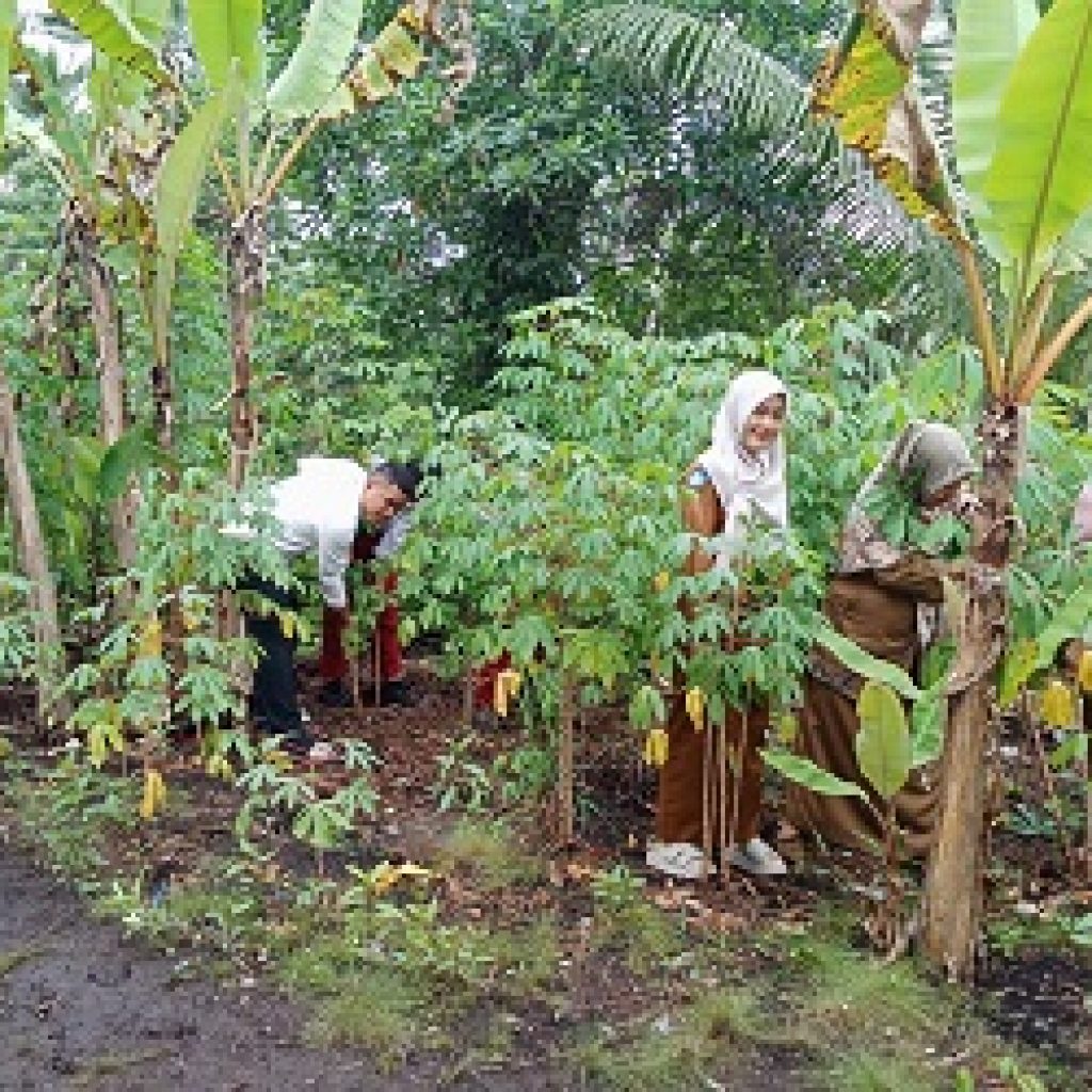 Panen singkong