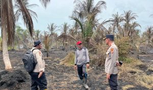 Api Hanguskan Kebun Kelapa Warga di Parit